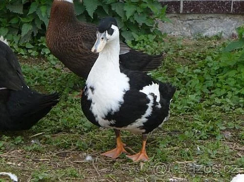 Domácí vykrmená drůbež