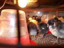 Domácí vykrmená drůbež