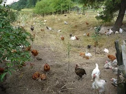 Domácí vykrmená drůbež