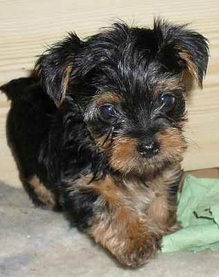 jorkšírský teriér