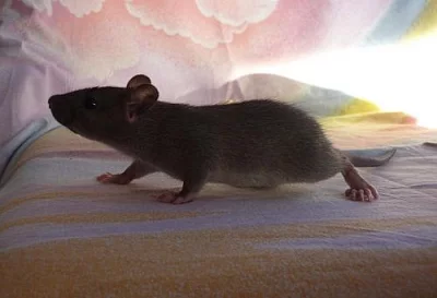 krásní aguti potkánce právě k odběru