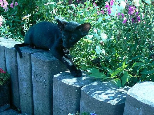 Siamská a orientální koťátka s PP