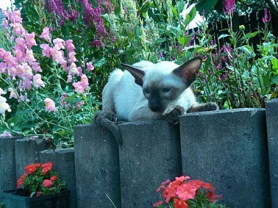 Siamská a orientální koťátka s PP