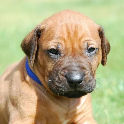 Rhodéský Ridgeback - štěňátka s PP - odběr září
