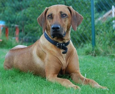 Rhodéský Ridgeback - štěňátka s PP - odběr září