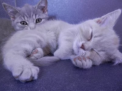 Prodám britská koťátka bez PP