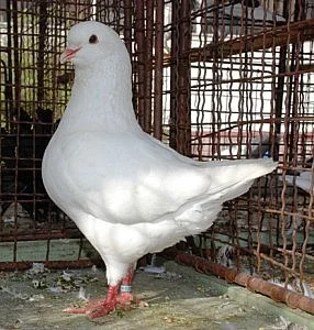 Pár kaliforských holubů