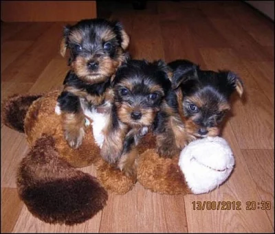 Jorkšírský teriér s PP - pes a fenka