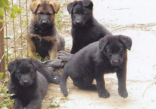 prodám štěňata NO