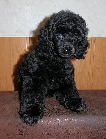 Pudl černý s PP - pes a fenka