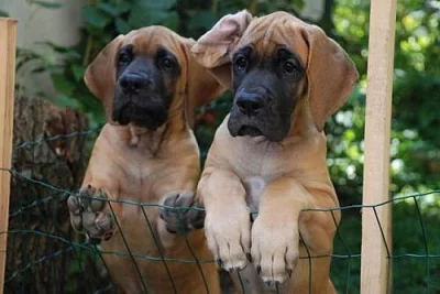 Německá doga žlutá