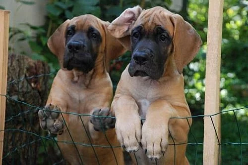 Německá doga žlutá