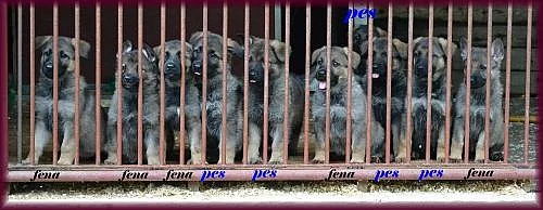 Německý ovčák - štěňata s PP