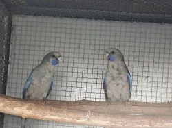 Papoušek horský, papoušek nádherný, modrý penant 