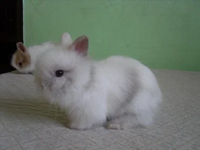 Teddy králíčci