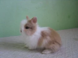 Teddy králíčci