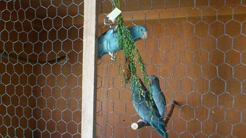 Papagájiky sivokrídle