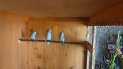 Papagájiky sivokrídle