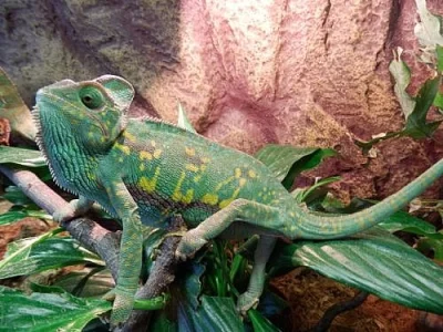 Chameleon Jemenský