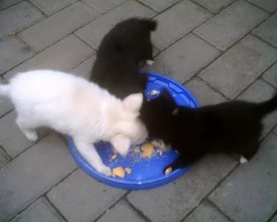 Čivava dlouhosrstá - štěňata