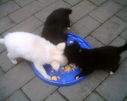 Čivava dlouhosrstá - štěňata