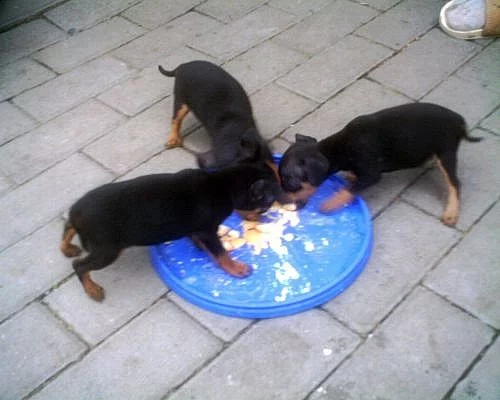 Trpasličí pinč -štěňata