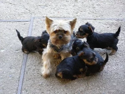 Prodám krásná štěňátka jorkšíra bez PP