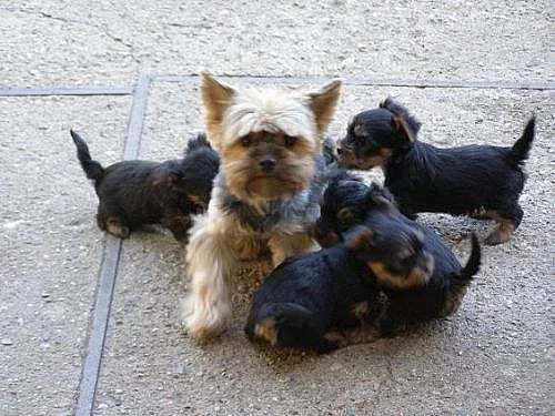 Prodám krásná štěňátka jorkšíra bez PP