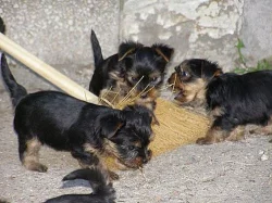 Prodám krásná štěňátka jorkšíra bez PP