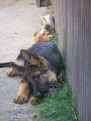 Prodám německého ovčáka- pejska s PP