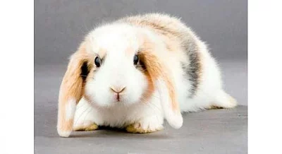 Přeprava zvířátek