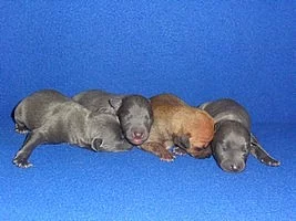 talský chrtík - štěňata s pp