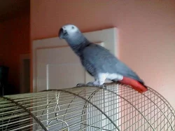 Krásně mluvící a krotký ŽAKO kongo