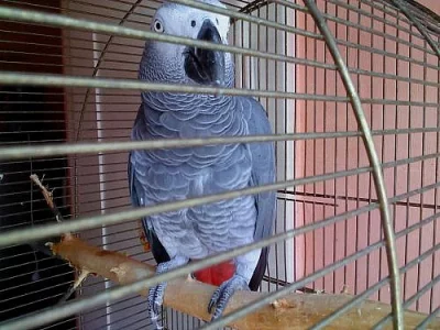 Krásně mluvící a krotký ŽAKO kongo