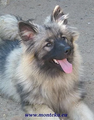 německý vlčí špic