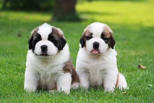 Štěňata bernardýna s PP