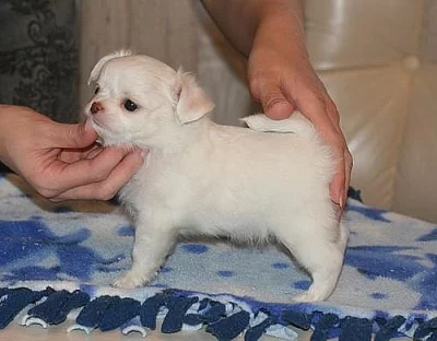 čivava štěňata nechat jít