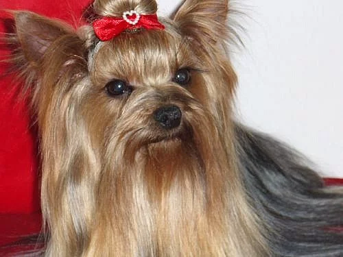 Jorkšírský terier s PP