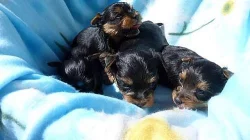 Jorkšírský terier s PP