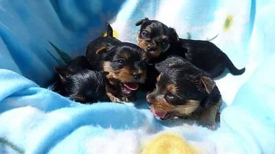 Jorkšírský terier s PP