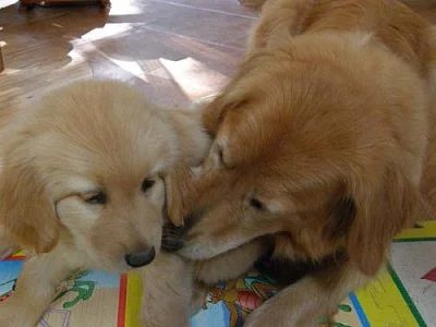 Poslední tři hovawartí pejsci s PP, krásní a milí