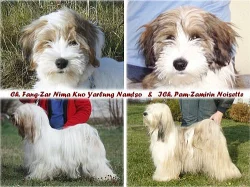 Krásné štěňátko tibetského teriéra