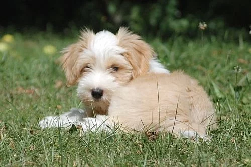 Krásné štěňátko tibetského teriéra