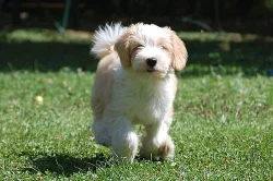 Krásné štěňátko tibetského teriéra