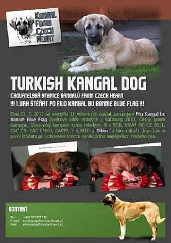 Štěňata anatolského pasteveckého psa k prodeji