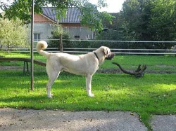 Štěňata anatolského pasteveckého psa k prodeji