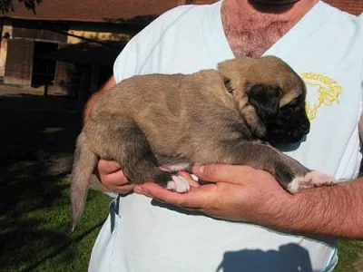 Štěňata anatolského pasteveckého psa k prodeji