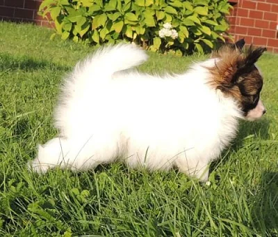 Papillon
