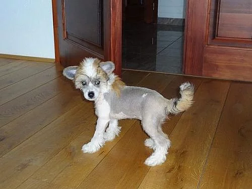 Čínský chocholatý pes