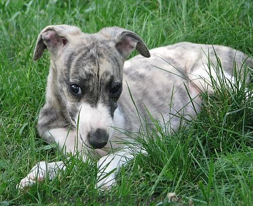 whippet - malý anglický chrt